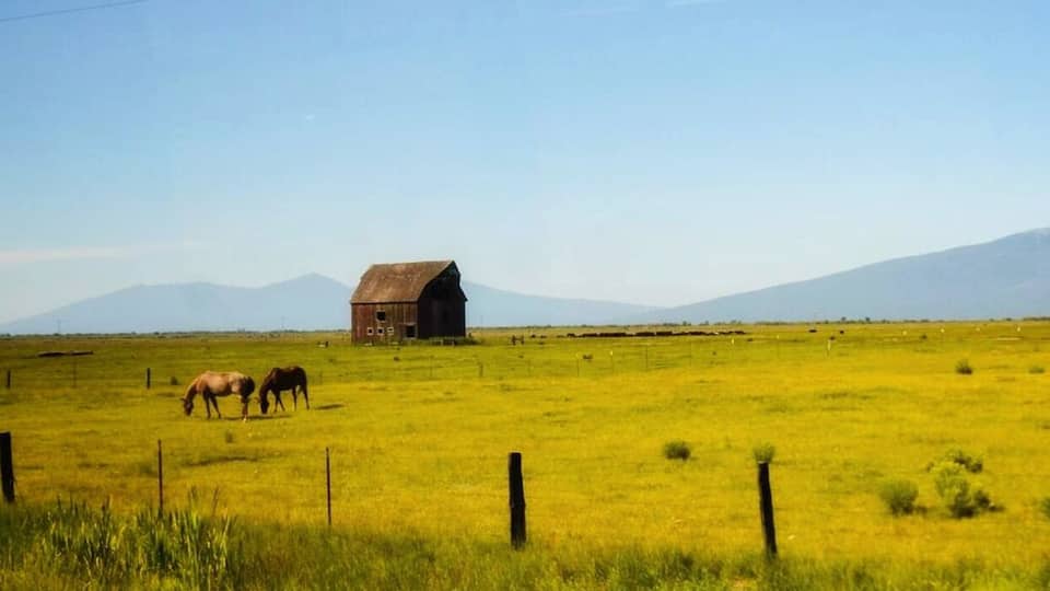 Just a quiet serene scene on the way to Crater lake. Golden fields with a lone barn and some horses.
#trovember
#getoutside #outdoors
#oregon
#klamathfalls
#horses
#barn
#farmland
#nature
#exploremore