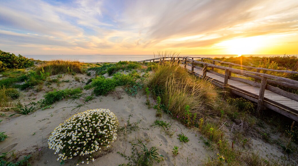 Wooden Walkway to paradise beach at sunset time - Tuscany - Travel destination in Italy