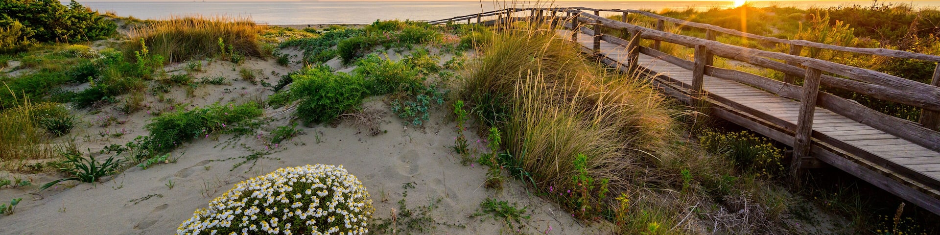 Wooden Walkway to paradise beach at sunset time - Tuscany - Travel destination in Italy