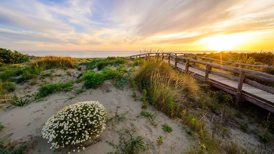 A wooden boardwalk along a sandy beach with dunes and white flowers.