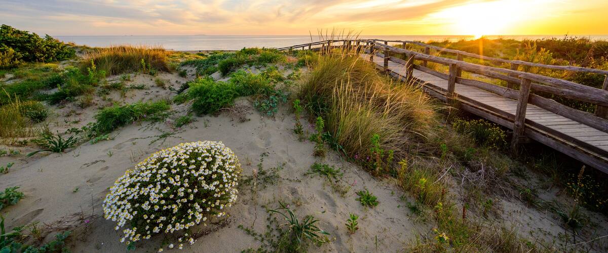 A wooden boardwalk along a sandy beach with dunes and white flowers.