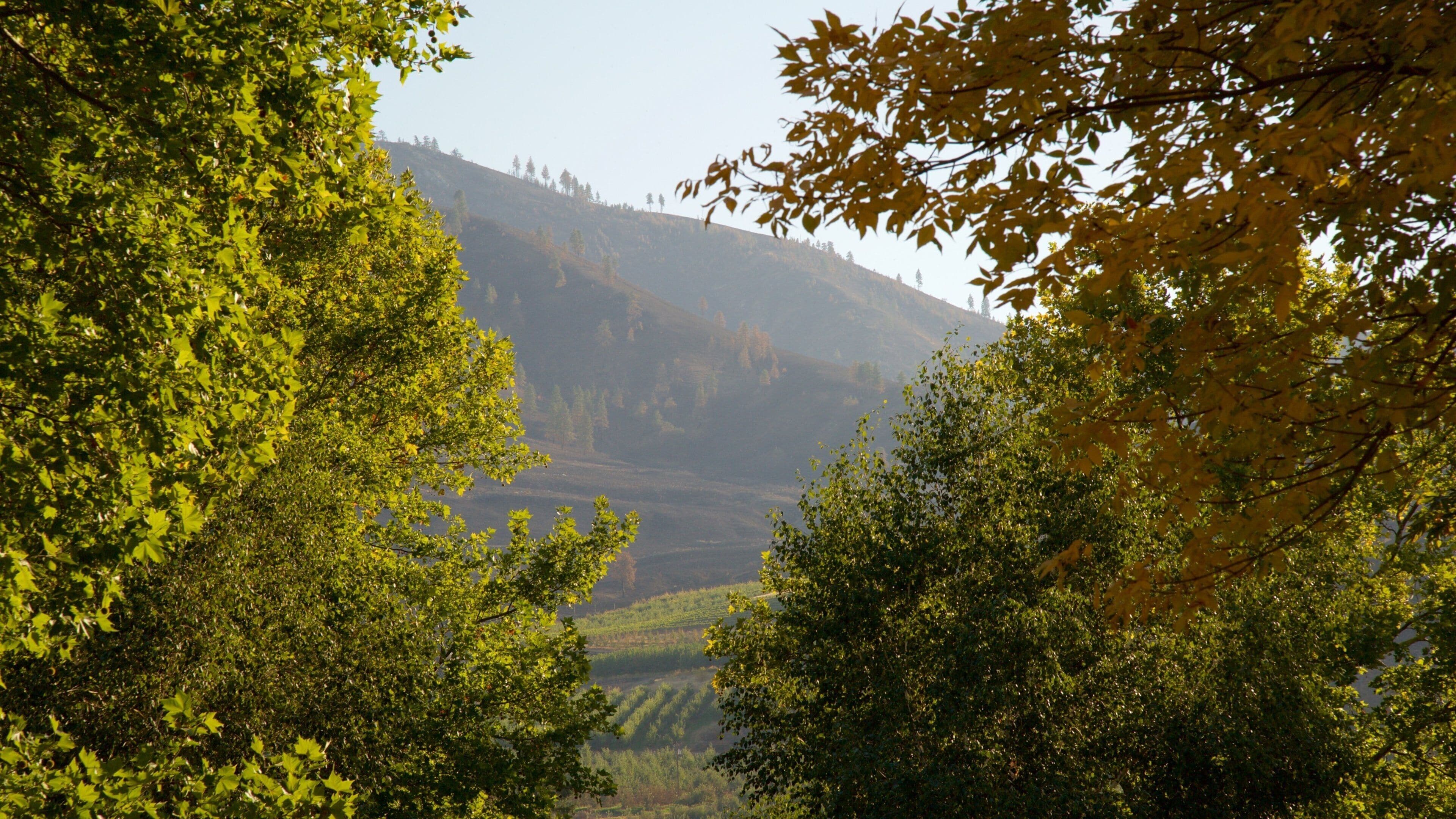 A valley with dense foliage and a distant hill.
