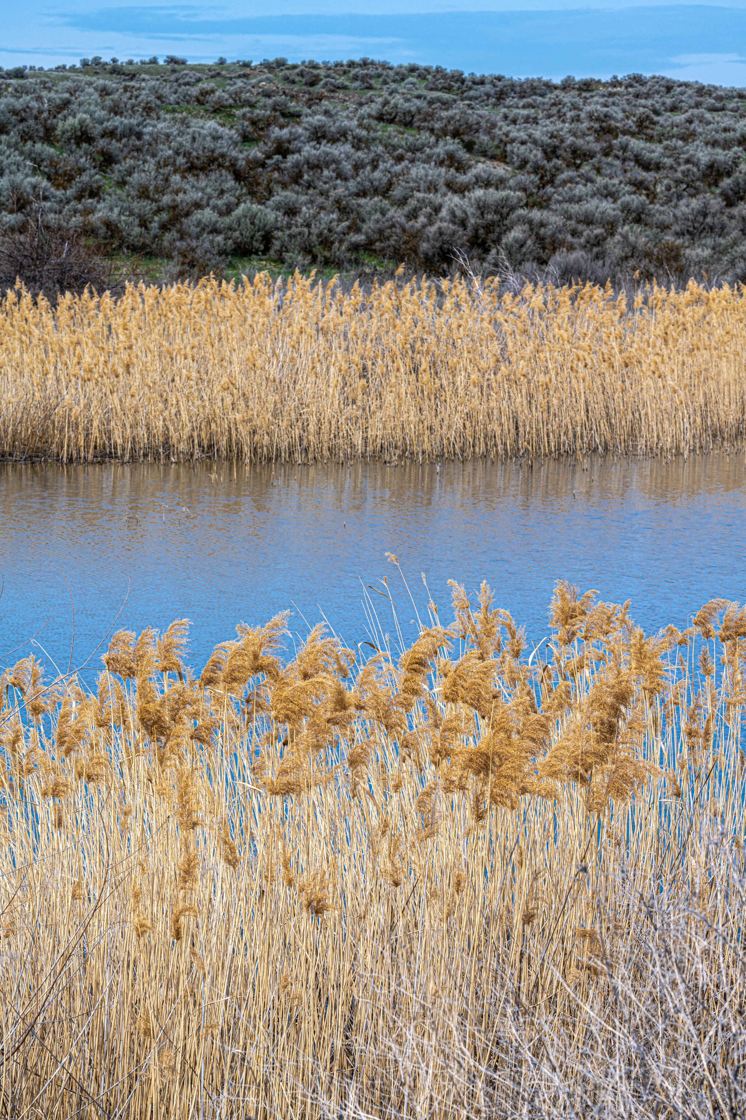 Landscape in the Columbia National Wildlife Refuge, WA