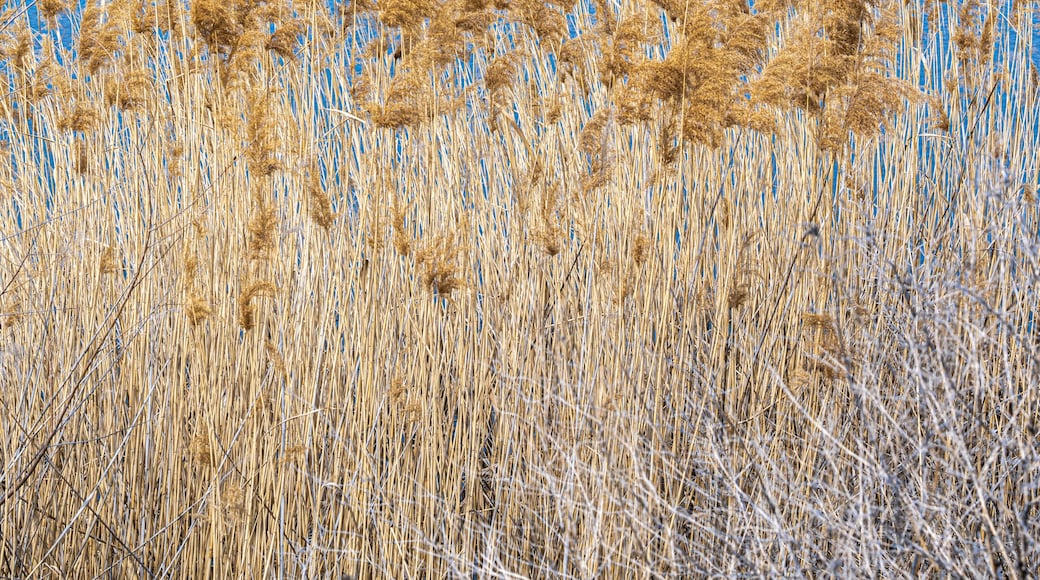 Landscape in the Columbia National Wildlife Refuge, WA
