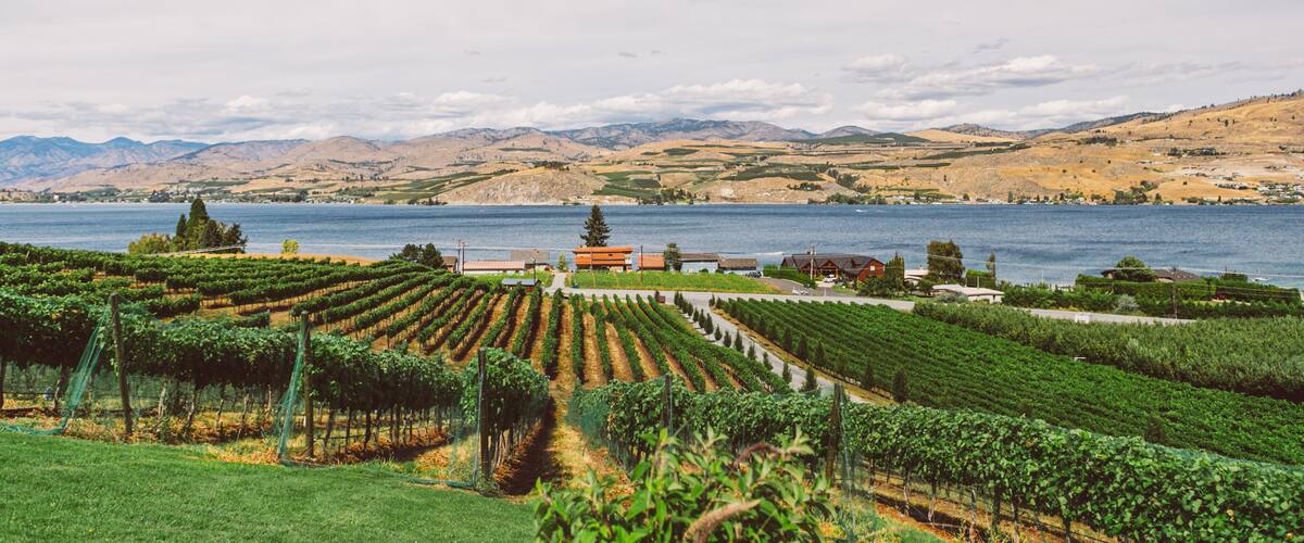 A vineyard by a lake with mountains in the background.