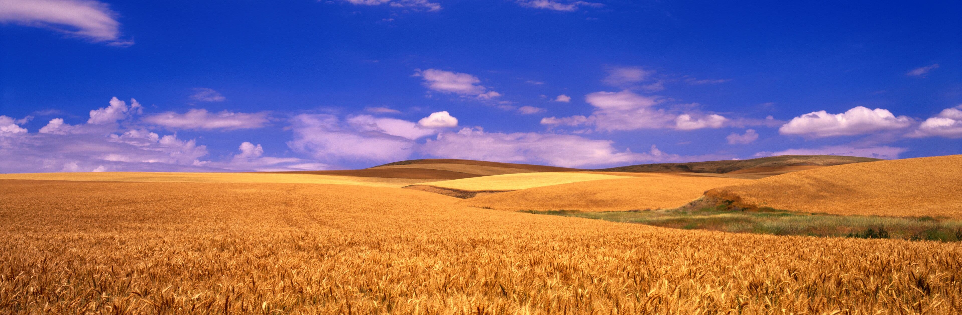 Wheat Fields in the Palouse Hills
