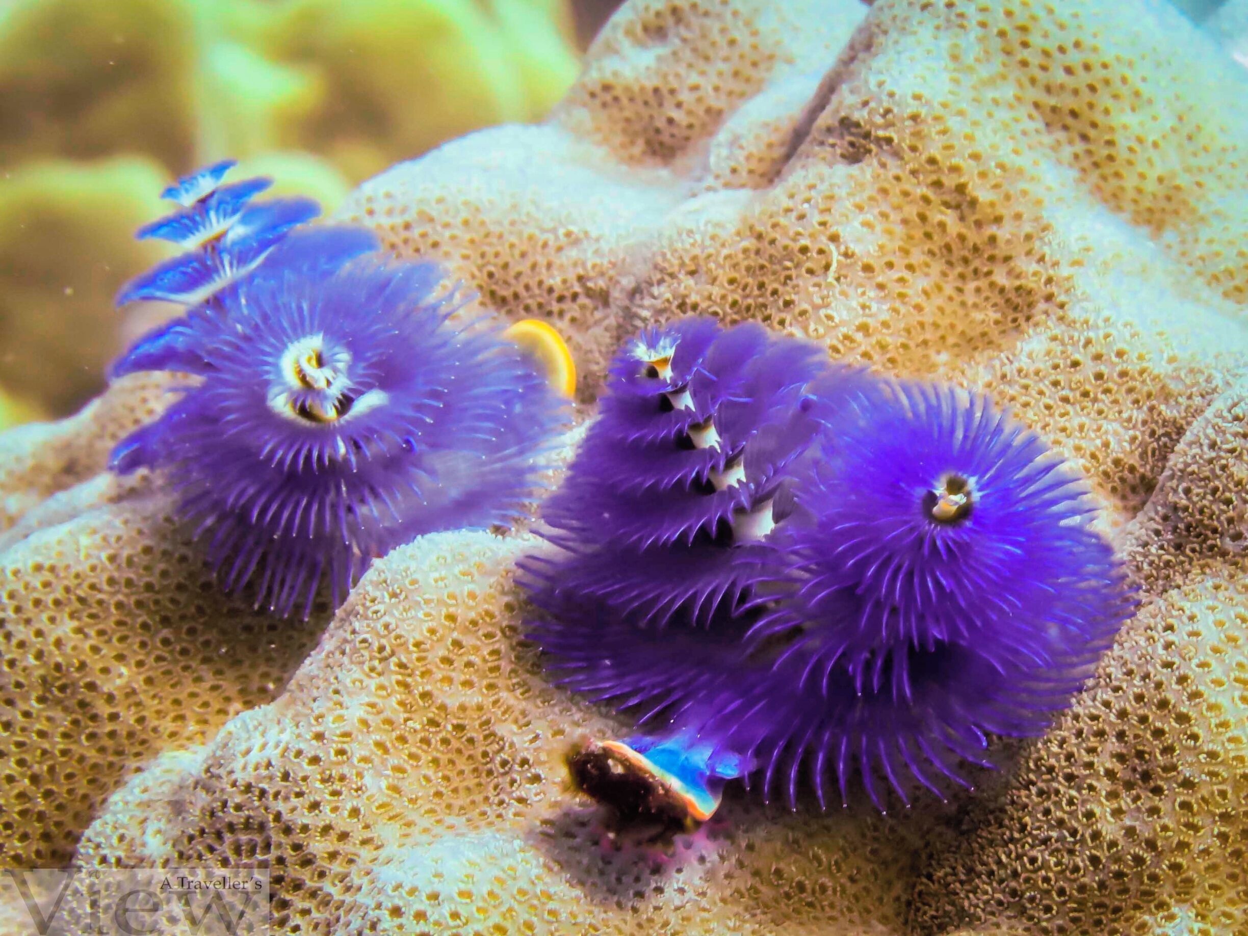 Blue Christmas Tree worm. What you see is actually the crown of the worm that lives inside hard coral. With this crown, they filter plankton on which they feed.
#Blue