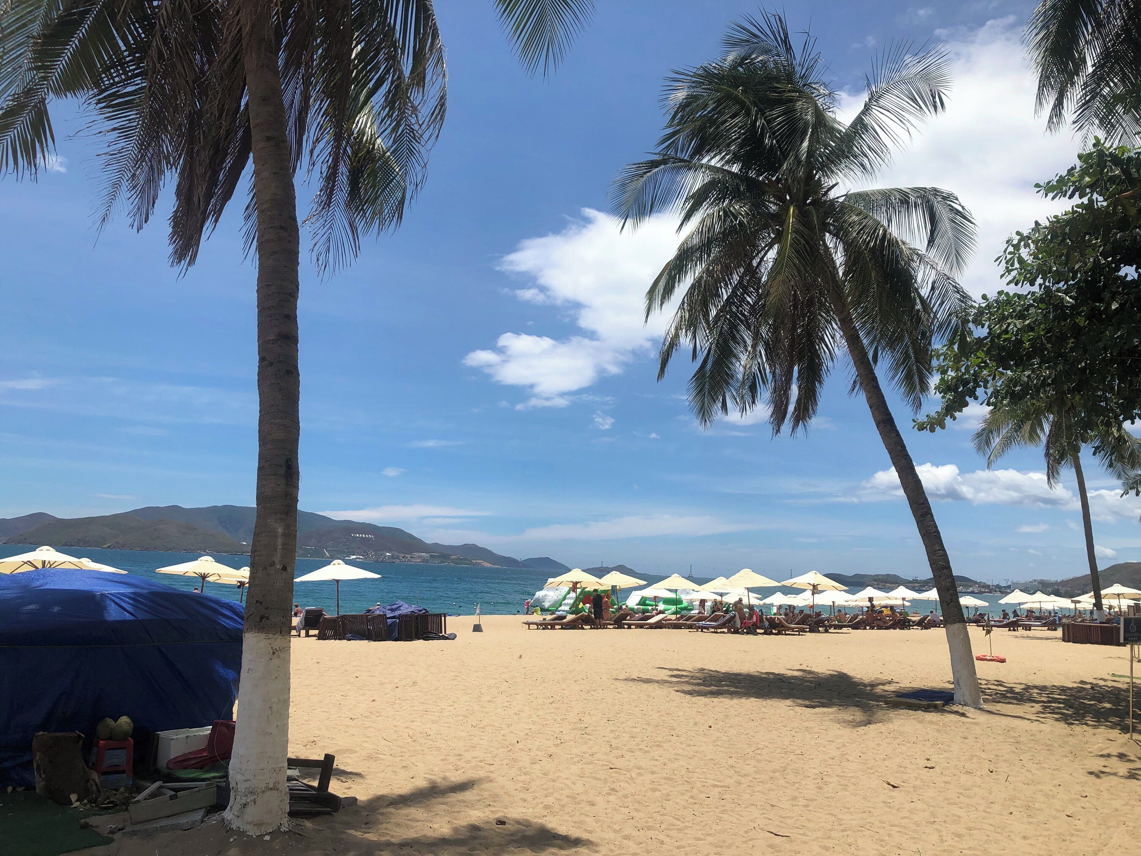 A beach with palm trees, umbrellas, and a clear sky.