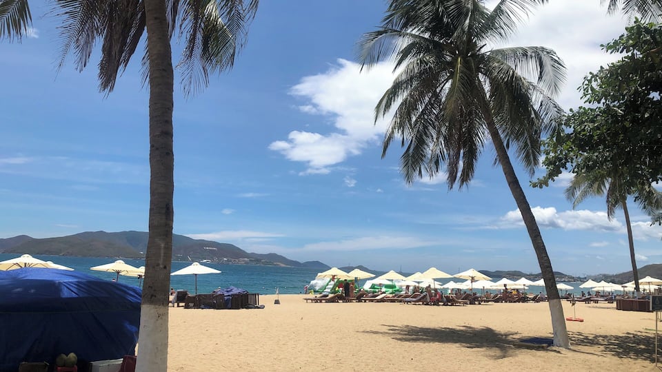 A beach with palm trees, umbrellas, and a clear sky.