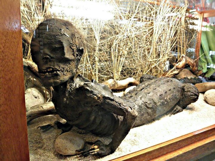 Went to the Free Museum and found the Alligator Man! Super cute right?