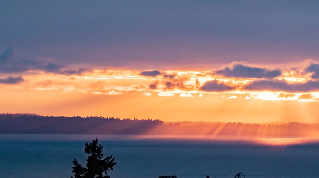 Panoramic View of Smoky Rays of Sunset Light Through Fir Trees on Kitsap Peninsula