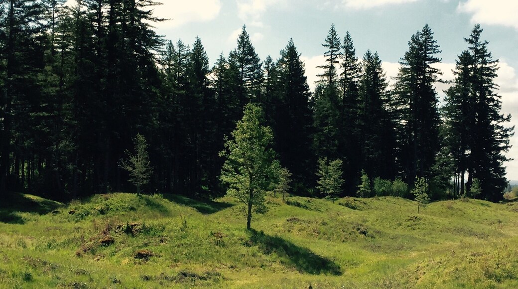 Mima Mound "The Great Pyramid of The Gophers."
Many theories exist as to what created the Mima Mounds.