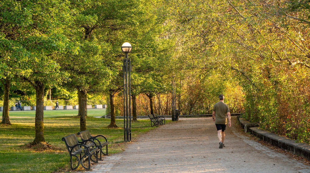 Olympia showing a park as well as an individual male