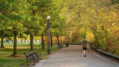 Olympia showing a park as well as an individual male