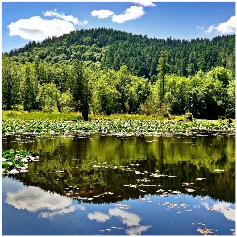 This is a very easy and peaceful Capitol Forest trail. There's a wooden path that snakes through the forest with lots of tranquil spots with benches where you can relax and soak in the peacefulness.
FYI, a Discover Pass is required for parking.
#waterlust #WeekendGetaway
