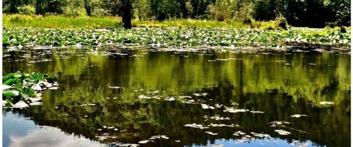 This is a very easy and peaceful Capitol Forest trail. There's a wooden path that snakes through the forest with lots of tranquil spots with benches where you can relax and soak in the peacefulness.
FYI, a Discover Pass is required for parking.
#waterlust #WeekendGetaway