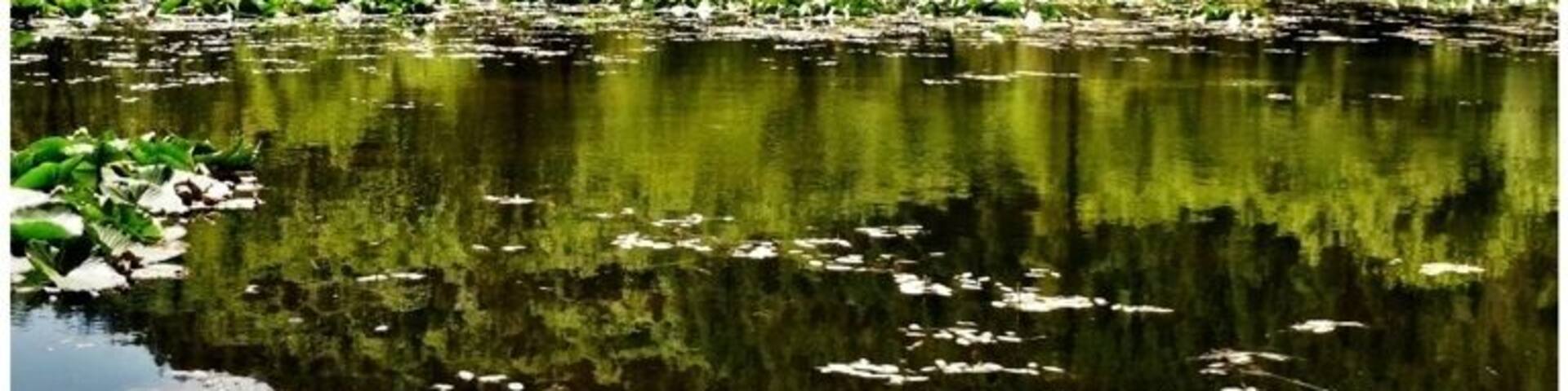 This is a very easy and peaceful Capitol Forest trail. There's a wooden path that snakes through the forest with lots of tranquil spots with benches where you can relax and soak in the peacefulness.
FYI, a Discover Pass is required for parking.
#waterlust #WeekendGetaway