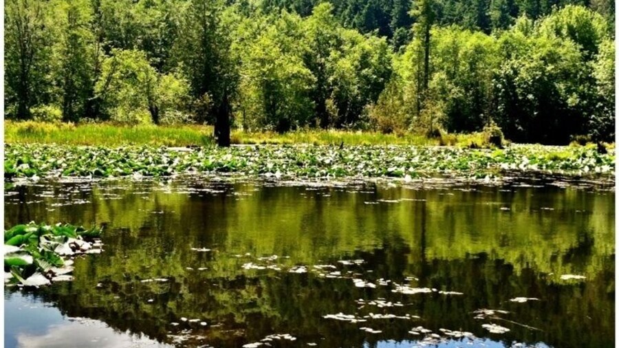 This is a very easy and peaceful Capitol Forest trail. There's a wooden path that snakes through the forest with lots of tranquil spots with benches where you can relax and soak in the peacefulness.
FYI, a Discover Pass is required for parking.
#waterlust #WeekendGetaway