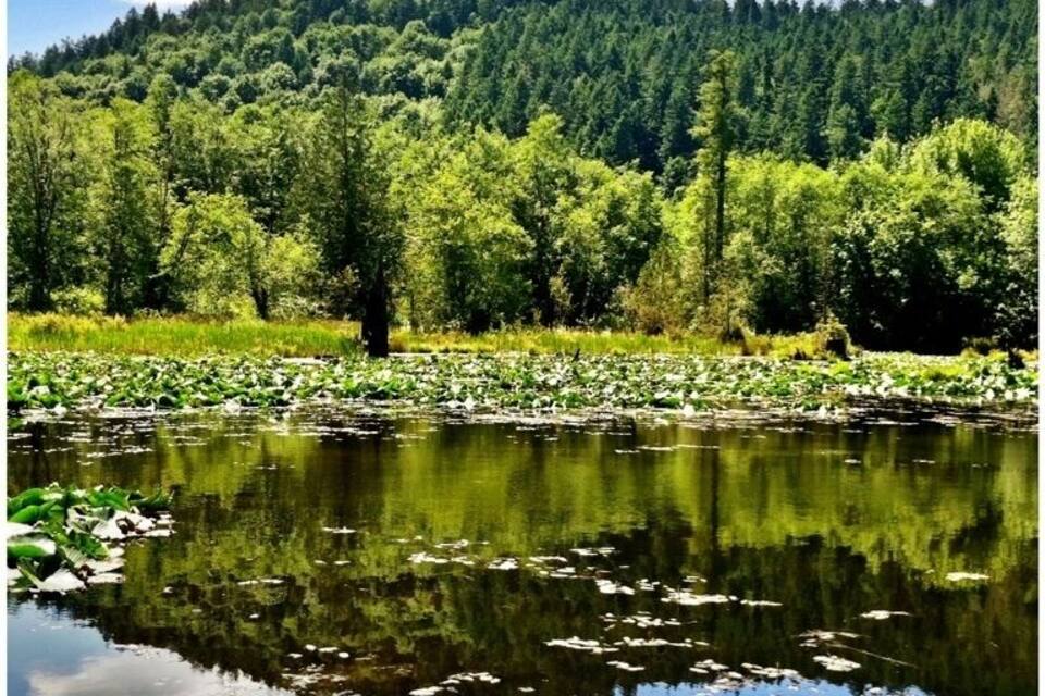 A forested hillside with a pond reflecting the sky and clouds.