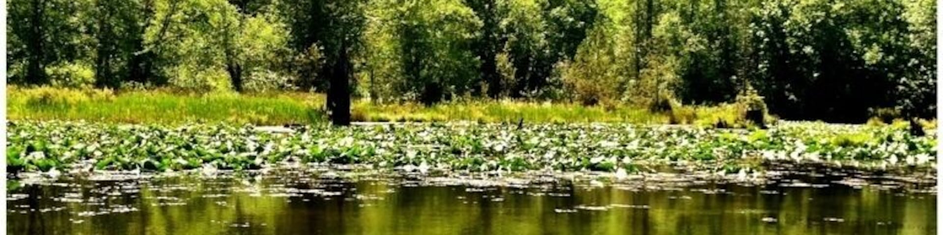 This is a very easy and peaceful Capitol Forest trail. There's a wooden path that snakes through the forest with lots of tranquil spots with benches where you can relax and soak in the peacefulness.
FYI, a Discover Pass is required for parking.
#waterlust #WeekendGetaway