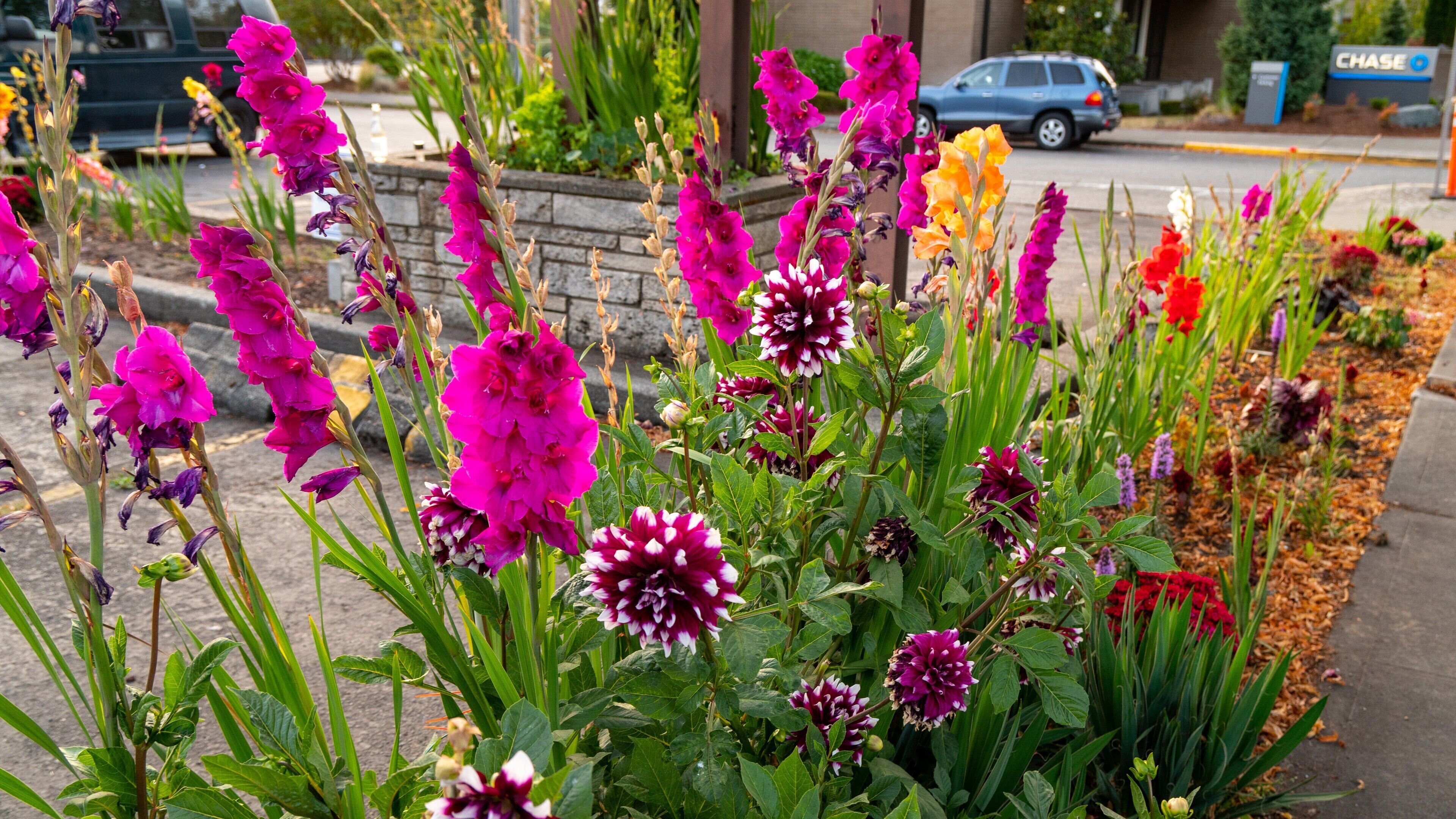 Olympia showing wildflowers