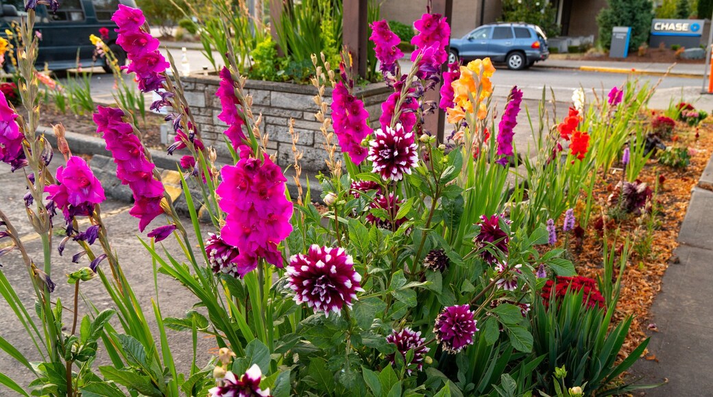 Olympia showing wildflowers