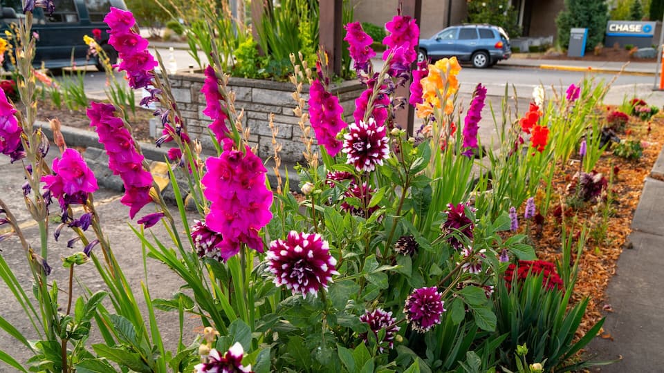 Olympia showing wildflowers