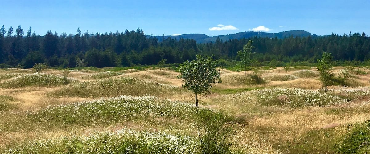 Mysterious mounds on the prairie.  Unknown what caused these - earthquakes, floods, or gophers.