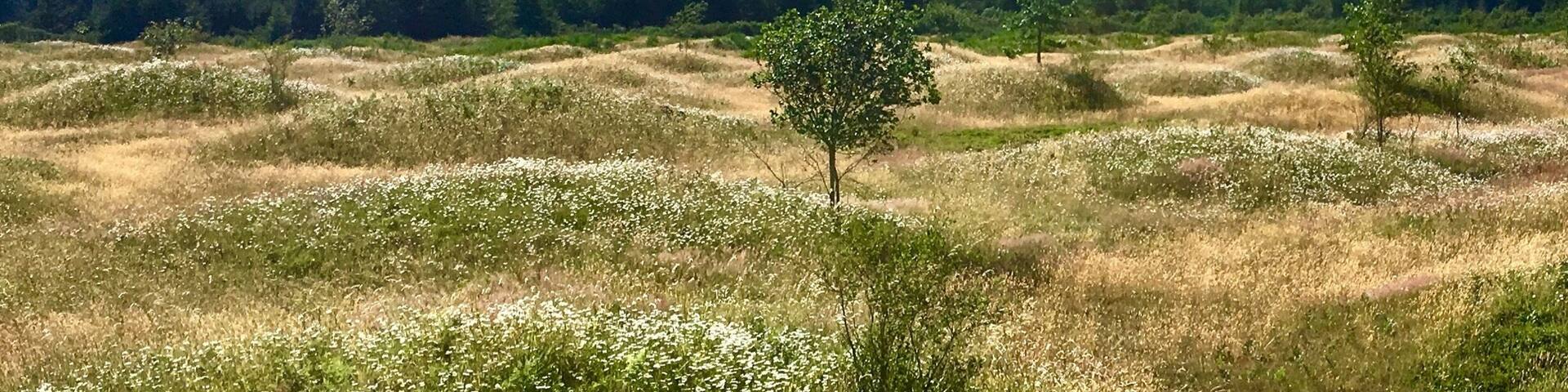 Mysterious mounds on the prairie. Unknown what caused these - earthquakes, floods, or gophers.