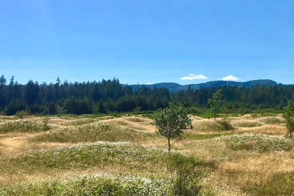Un campo de flores silvestres con algunos árboles dispersos y un bosque denso al fondo.