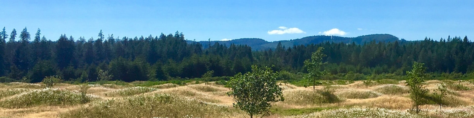 Mysterious mounds on the prairie.  Unknown what caused these - earthquakes, floods, or gophers.