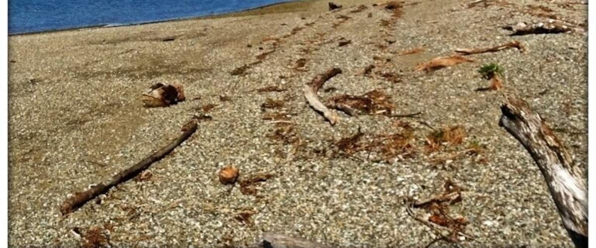 A pebble beach with driftwood, a calm sea, and a forested hillside under a blue sky with clouds.