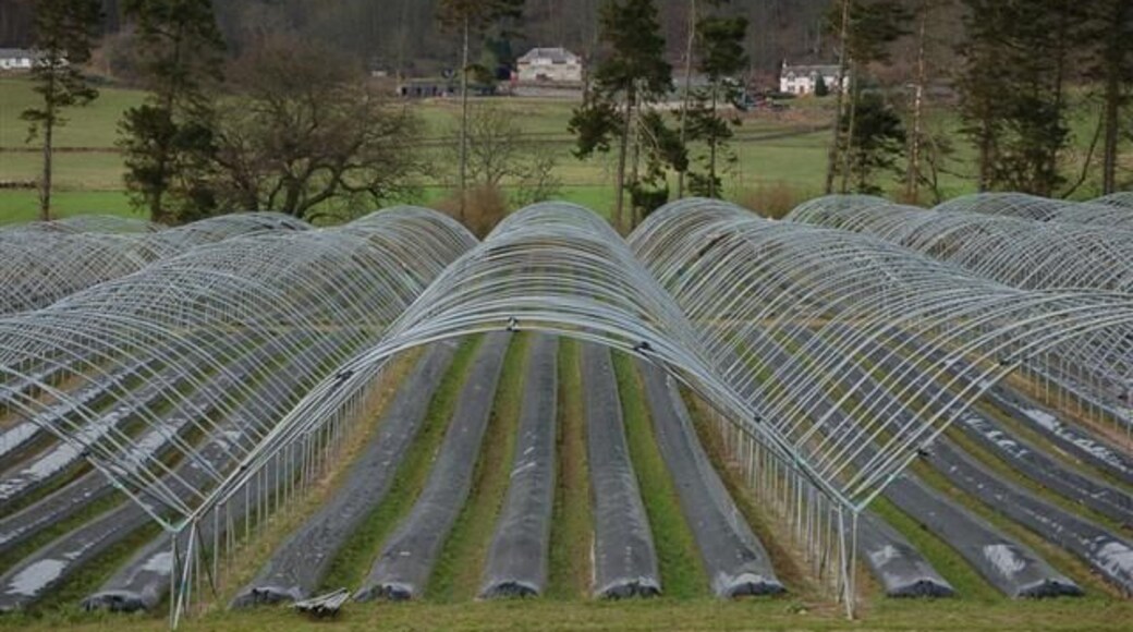 Poly tunnels This area which is known as The Carse of Gowrie is renowned for the growing of soft fruit in its fertile soil, these poly tunnels at Glendoick await the start of the new growing season.