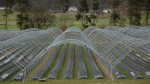 Poly tunnels This area which is known as The Carse of Gowrie is renowned for the growing of soft fruit in its fertile soil, these poly tunnels at Glendoick await the start of the new growing season.