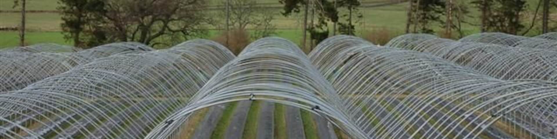 Poly tunnels This area which is known as The Carse of Gowrie is renowned for the growing of soft fruit in its fertile soil, these poly tunnels at Glendoick await the start of the new growing season.