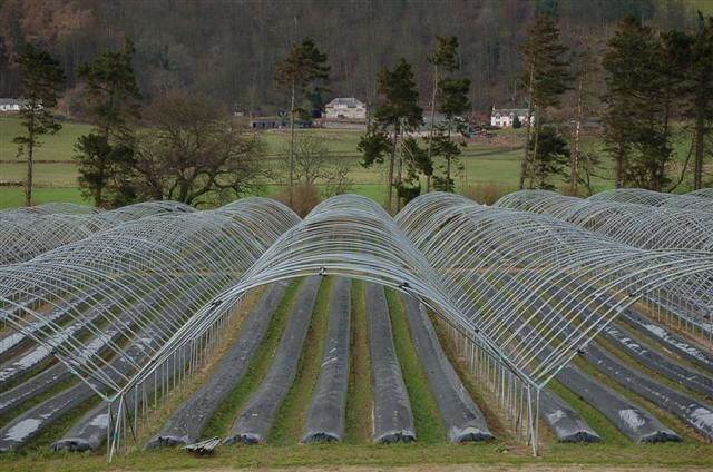 Rows of greenhouses in a rural setting with trees and houses in the background.