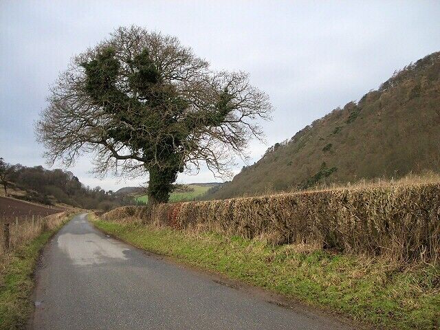 Ivy covered tree. Looking west along Glen Carse, with Glencarse Hill on the right.