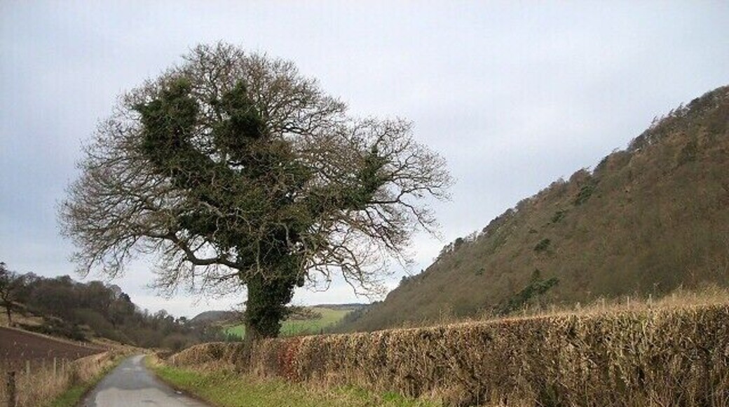 Ivy covered tree. Looking west along Glen Carse, with Glencarse Hill on the right.