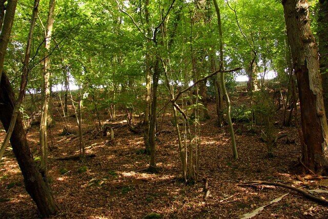 Woods in Happy Valley