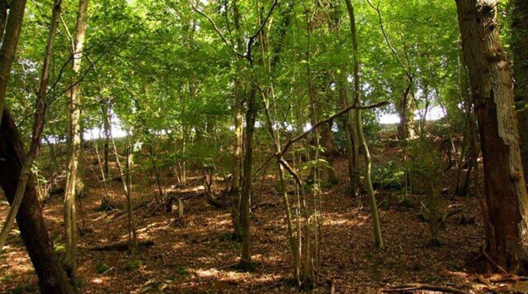 Woods in Happy Valley