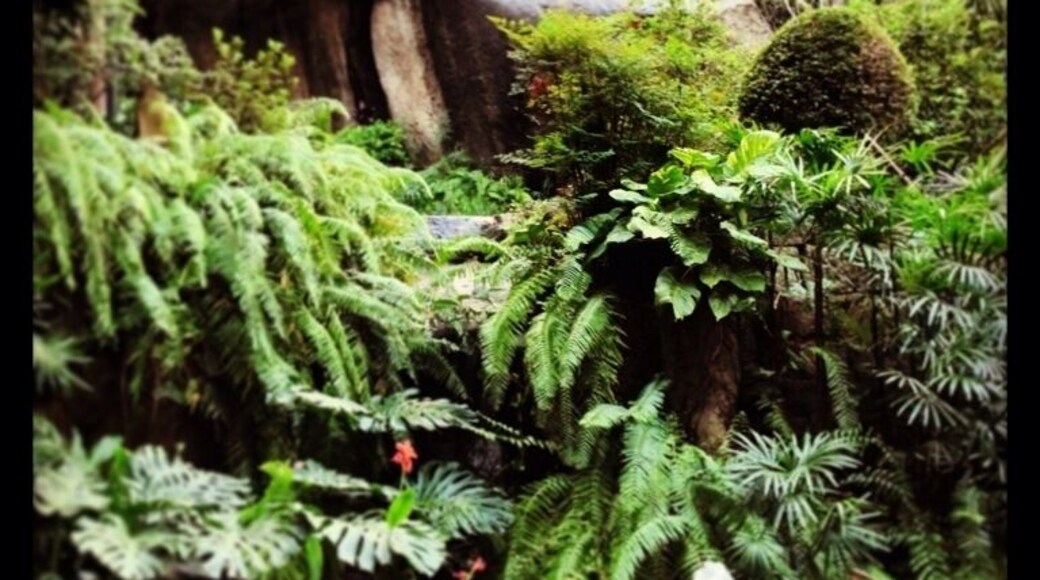 Luis Camoes Garden, Macau. The photo is of the water fountain coming from Observatory Rock. So names after the French with permission from the Portuguese administrators set up a platform to observe the night sky and gain their bearings before sailing out again.
