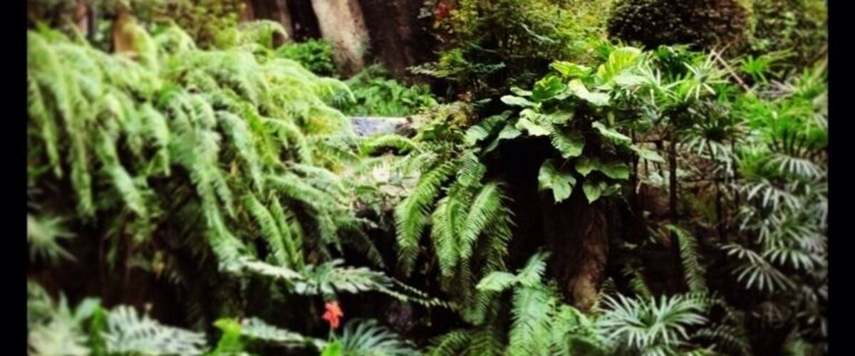 Luis Camoes Garden, Macau. The photo is of the water fountain coming from Observatory Rock. So names after the French with permission from the Portuguese administrators set up a platform to observe the night sky and gain their bearings before sailing out again.
