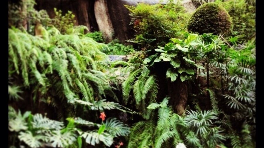 Luis Camoes Garden, Macau. The photo is of the water fountain coming from Observatory Rock. So names after the French with permission from the Portuguese administrators set up a platform to observe the night sky and gain their bearings before sailing out again.