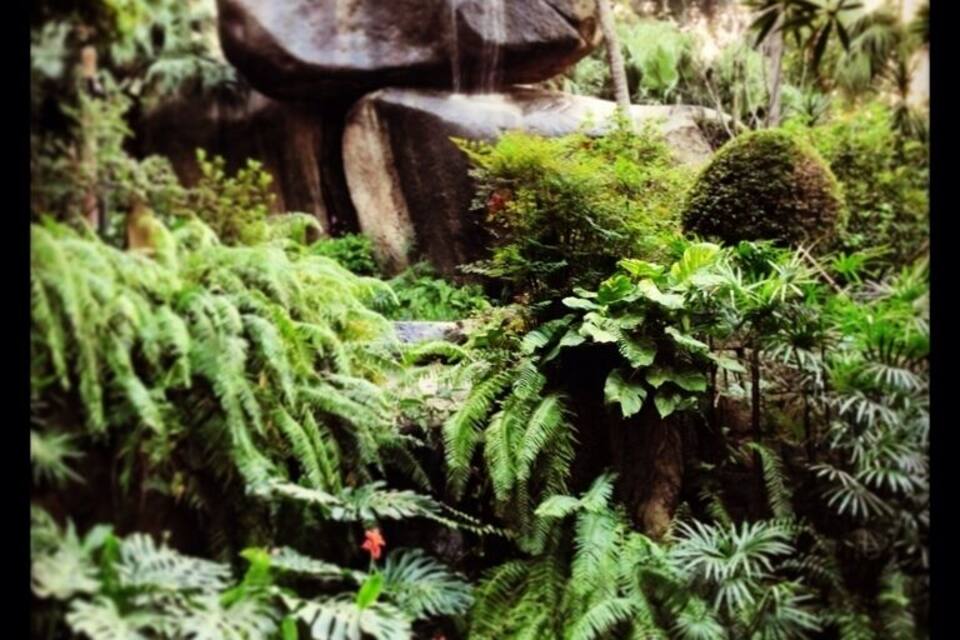 Un jardín exuberante con una gran formación rocosa, helechos y diversas plantas.