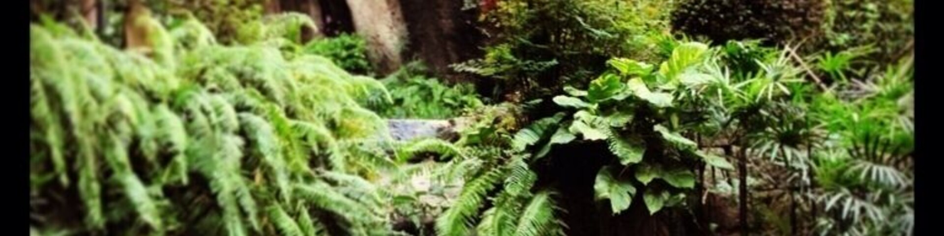 Luis Camoes Garden, Macau. The photo is of the water fountain coming from Observatory Rock. So names after the French with permission from the Portuguese administrators set up a platform to observe the night sky and gain their bearings before sailing out again.