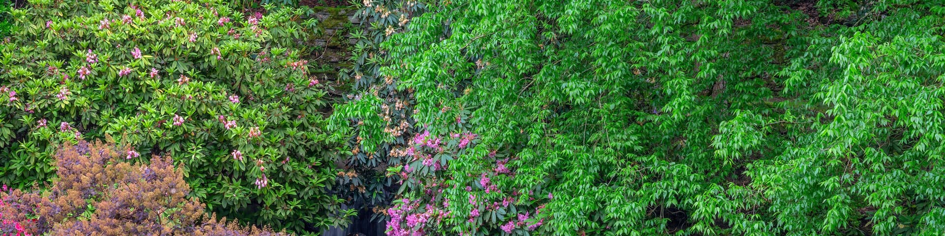 H2FWK3 USA, Oregon, Portland, Crystal Springs Rhododendron Garden, Rhododendrons bloom near waterfall and Crystal Springs Lake.. Image shot 2016. Exact date unknown.
