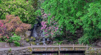 H2FWK3 USA, Oregon, Portland, Crystal Springs Rhododendron Garden, Rhododendrons bloom near waterfall and Crystal Springs Lake.. Image shot 2016. Exact date unknown.