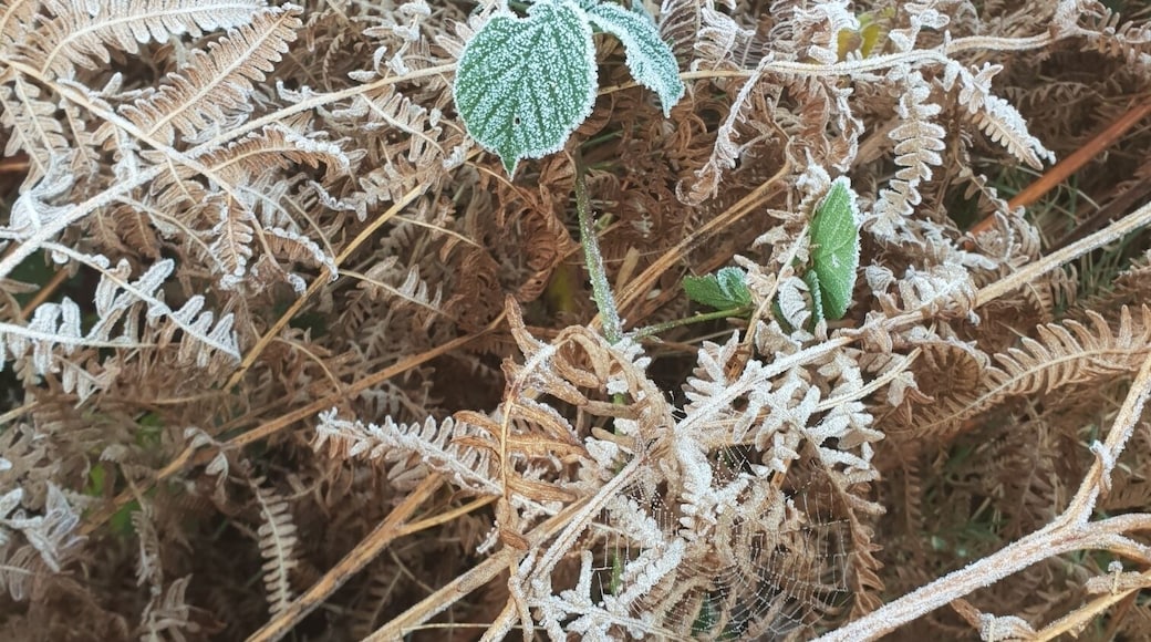 The first day of frost I've seen this year !