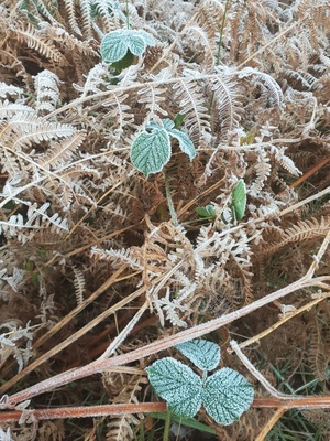 The first day of frost I've seen this year !