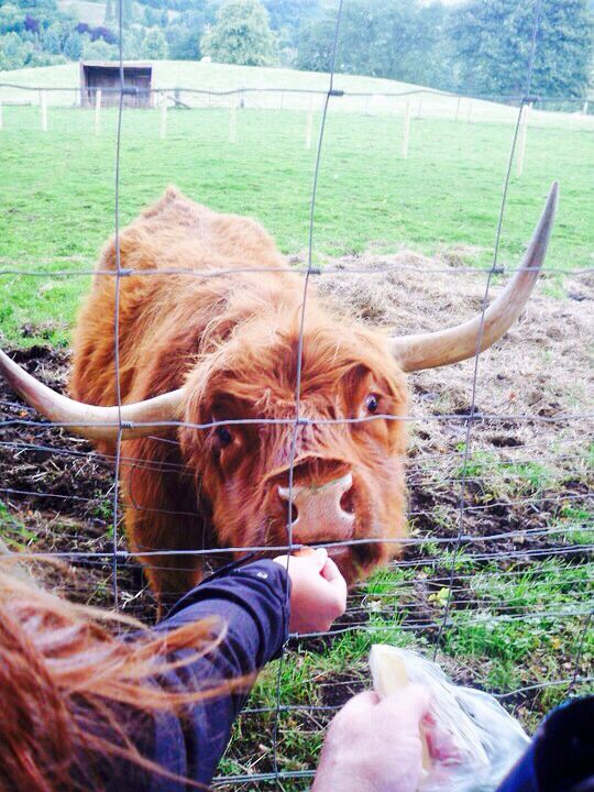Dutch "Hairy Coo" cow in Scotland. #cutecreatures